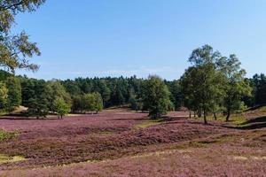 In the nature reserve Fischbeker Heide next to Hamburg Germany photo