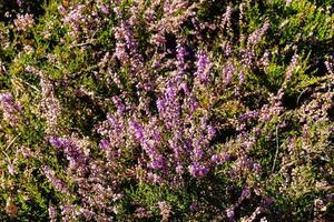 In the nature reserve Fischbeker Heide next to Hamburg Germany photo