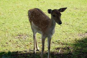 In the nature reserve Fischbeker Heide next to Hamburg Germany photo