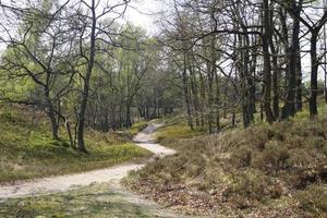 In the nature reserve Fischbeker Heide next to Hamburg Germany photo