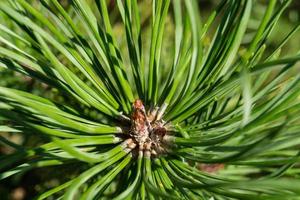 Cedar cones and nuts photo