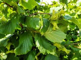 fresh Hazelnut fruits photo