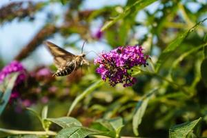 Bedstraw hawks Hyles gallii on the purple butterfly bush