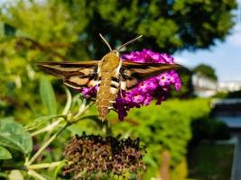 Bedstraw hawks Hyles gallii on the purple butterfly bush photo