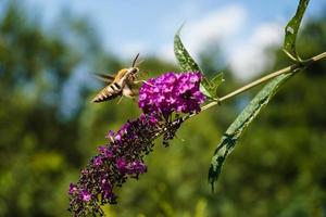 Bedstraw hawks Hyles gallii on the purple butterfly bush photo