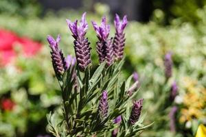 Alternative Medicine with Fresh lavender photo