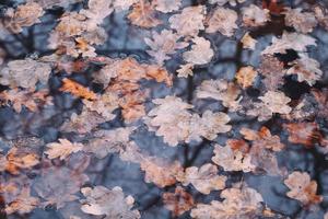 otoño hojas de roble en agua con fondo de reflexión de bosque. foto