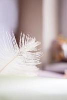 White ostrich feather on pink background. Mother's day greeting card. photo