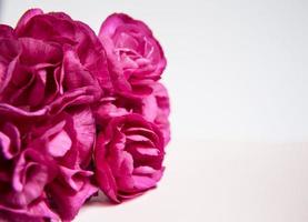 Pink purple carnations. Place for text. Greeting card. photo