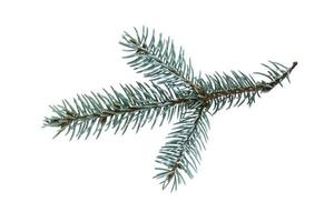 blue spruce twig, isolated on white background photo