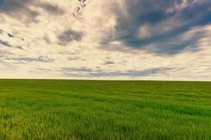 Photo of beautiful land of green wheat over dramatic warm sky
