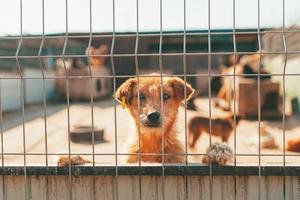 Portrait of cute red hair dog looking trough fence. Adoption concept photo