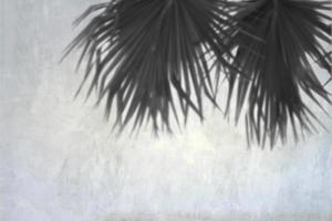 Shadow background of natural palm leaves on gray concrete wall photo