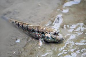 Periophthalmus or Boleophthalmus boddart are living on the wetlands photo