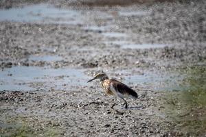 el estanque chino garza pájaro marrón buscando comida en los humedales foto