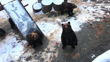 Kuma bear in Hokkaido, Japan video