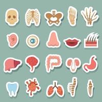 iconos de anatomia humana vector