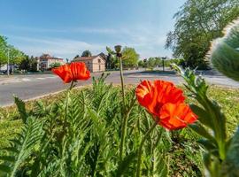 Red poppies are planted in the city at the crossroads.