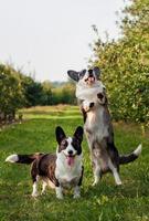 Perro Corgi saltando al aire libre en el huerto de manzanas foto