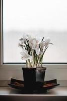 White crocus flowers in bloom on window sill photo