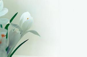 Primer plano de vista de enfoque suave de flores blancas de azafrán en flor foto