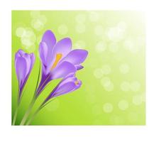 Vector illustration crocus flower background