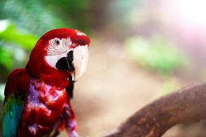 Sweet Animal Bird Colorful Exotic Tropical Parrot photo