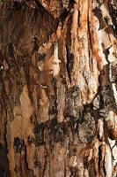 tronco de corteza de madera de árbol natural foto