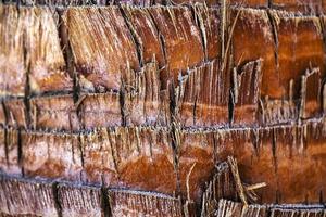 Natural Tree Wood Bark Trunk photo