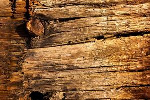 Natural Tree Wood Bark Trunk photo