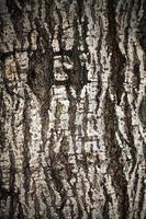 Natural Tree Wood Bark Trunk photo