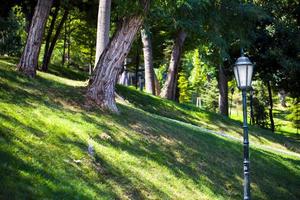 Seasonal Trees and Lamps Green Nature in Park photo