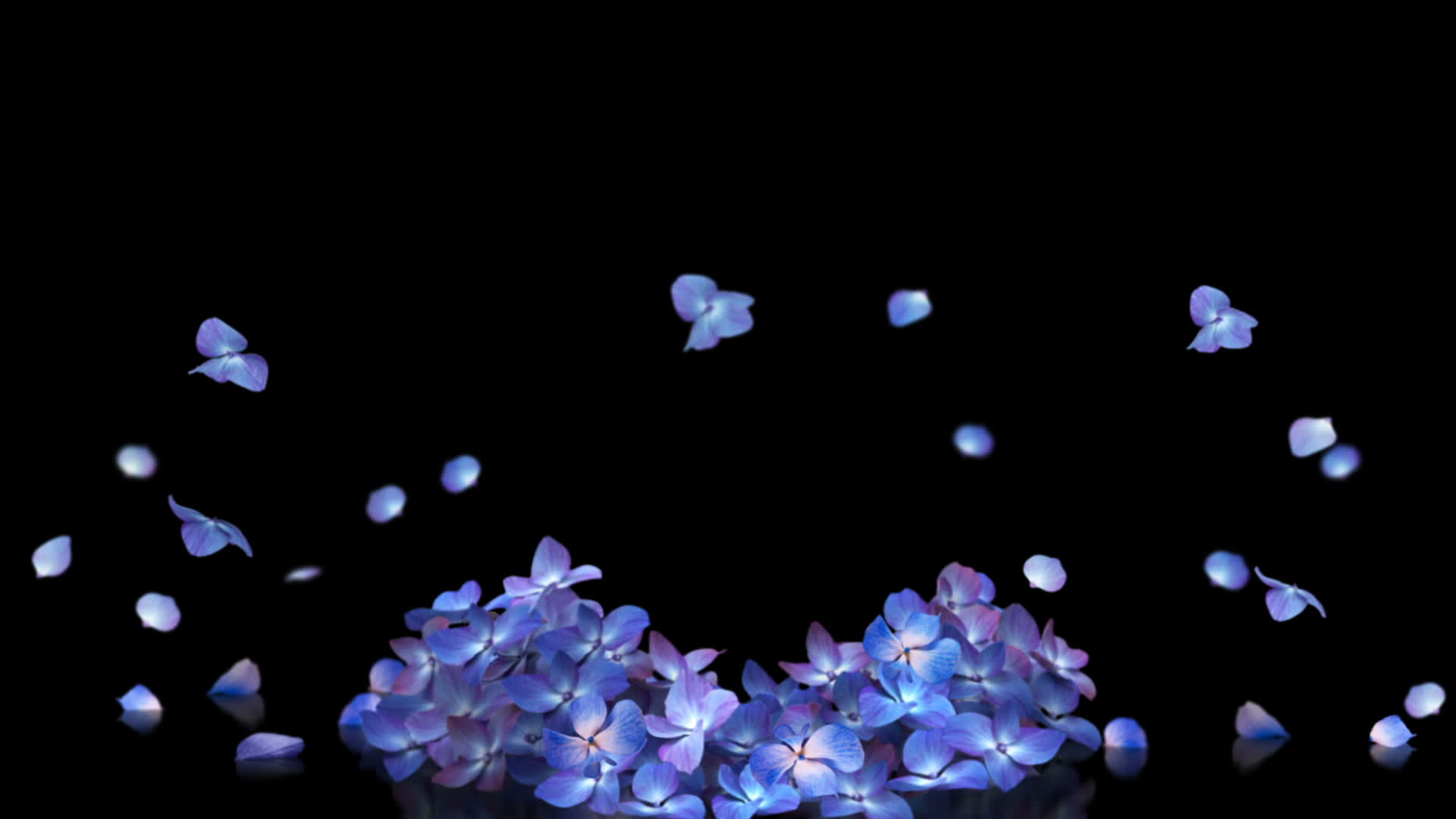 Hydenyia petals explosion. 3d render with alpha matte. 3107899 Stock