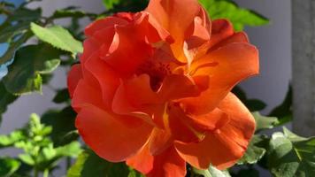 schöne orange Rose auf einem verschwommenen Hintergrund. video