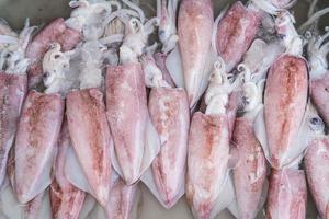 Fresh squid at the market photo