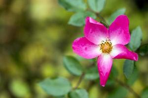 Romantic and Natural Pink Flowers photo