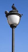 Animal Bird Pigeons on the Street Lamp photo