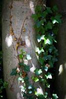 Natural Tree Wood Bark Trunk photo