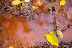 Dirty Mud and Leaves photo