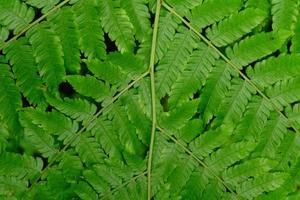 Primer plano de una hoja de helecho verde foto