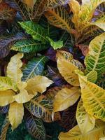Closeup of multicolored garden croton leaves photo