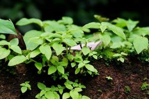 Closeup of broad-leaved enchanter's nightshade sprouts in the garden photo