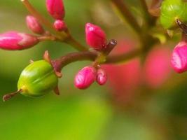 Closeup of a blooming tree branch with pink blossoms photo