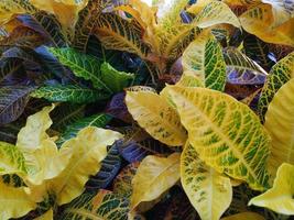 Closeup of multicolored garden croton leaves photo