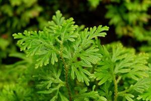 Closeup of Selaginella. Selected focus. Vascular plants. photo