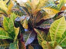 Closeup of multicolored garden croton leaves photo