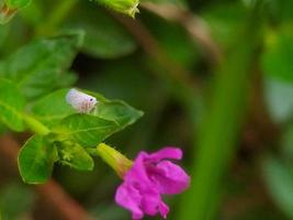 Disparo de enfoque selectivo de pulmonarias rosadas foto