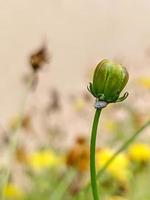 Flower bud blooming in the garden photo