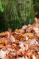 Dry Autumn Leaves in Nature photo