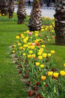 Floral Spring Flower Colorful Tulips photo